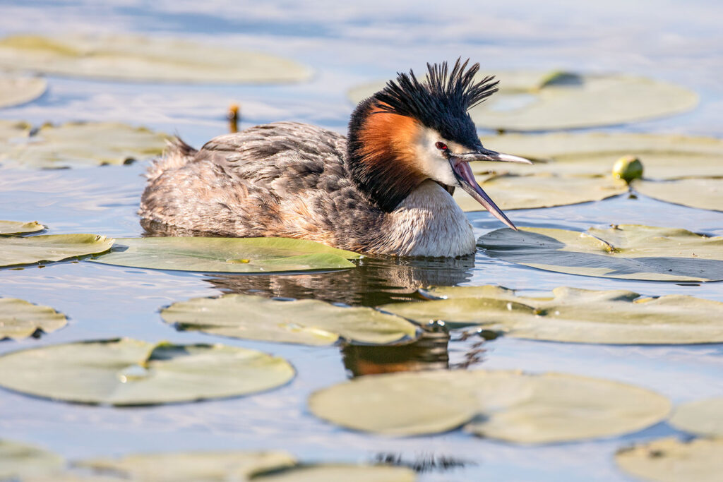 Haubentaucher auf dem Seeburger See