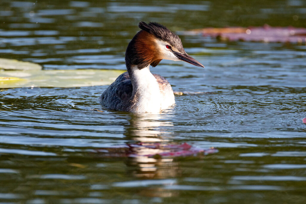 Haubentaucher auf dem Seeburger See