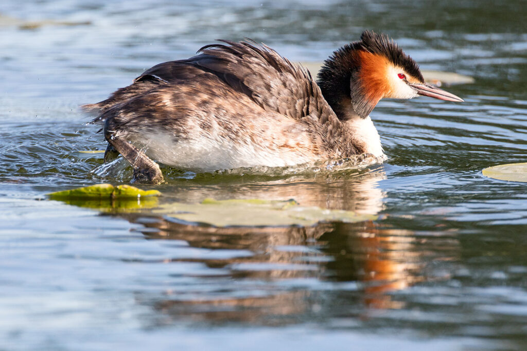 Haubentaucher auf dem Seeburger See