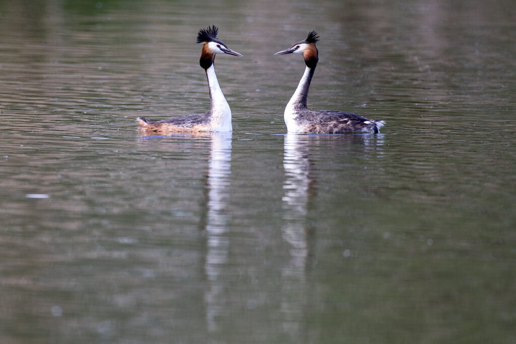 Haubentaucher auf dem Seeburger See