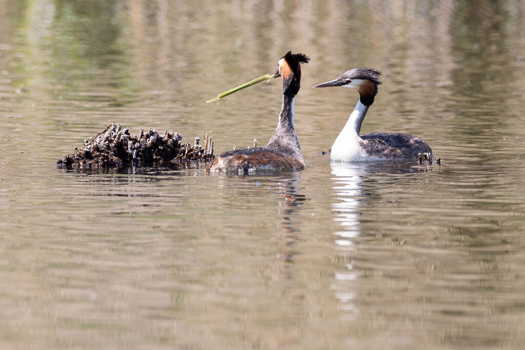 Haubentaucher auf dem Seeburger See