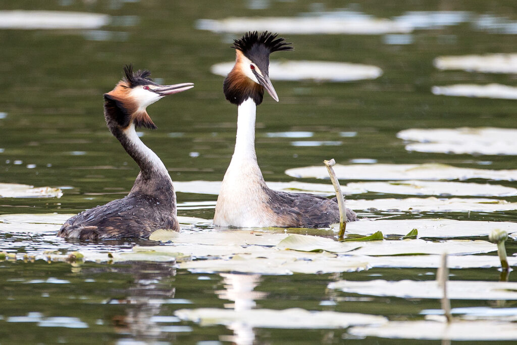 Haubentaucher auf dem Seeburger See