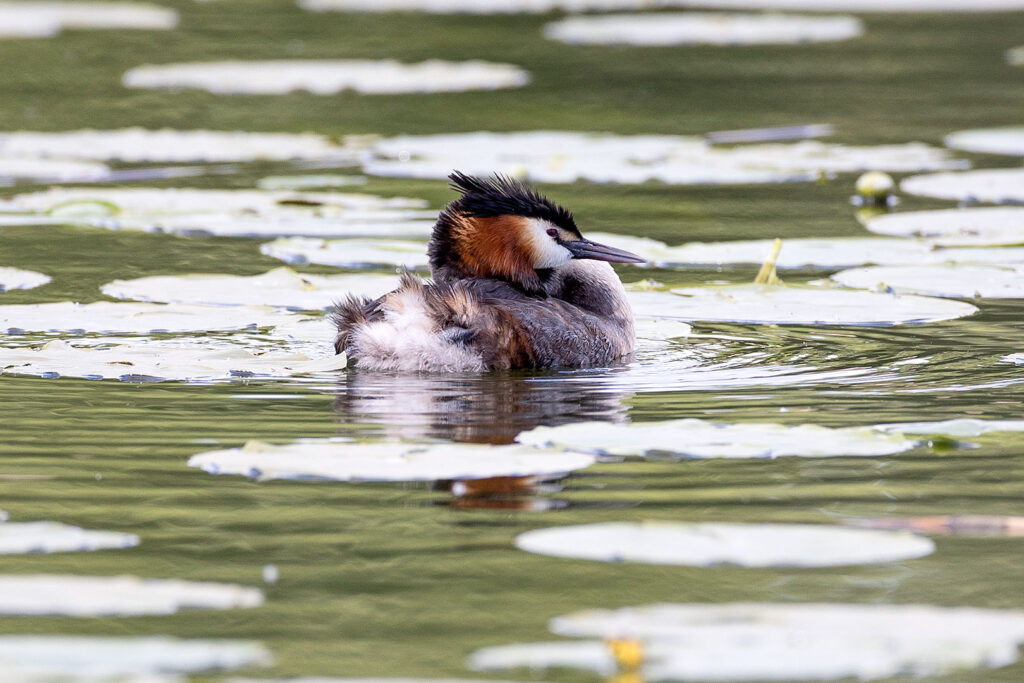 Haubentaucher auf dem Seeburger See