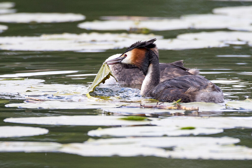 Haubentaucher auf dem Seeburger See