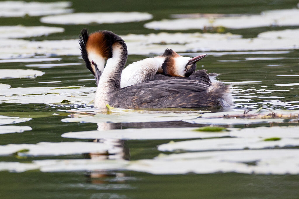 Haubentaucher auf dem Seeburger See
