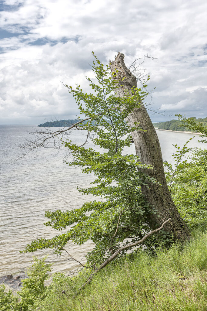 Das Nebeneinander von Leben und Tod im Sommer