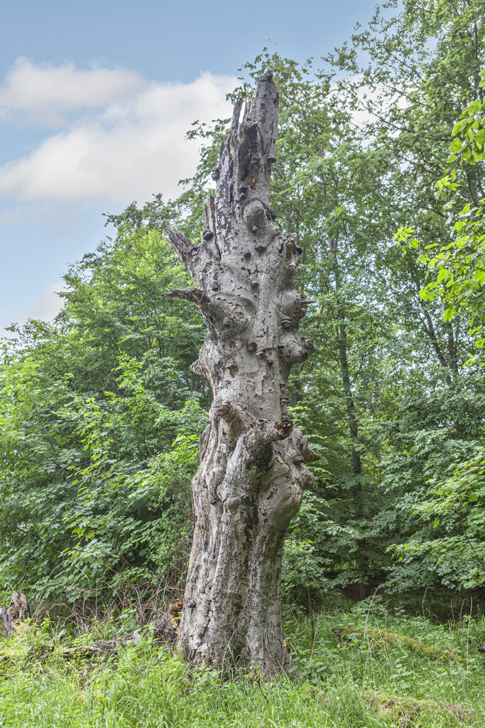 Skurrile Baumstrukturen