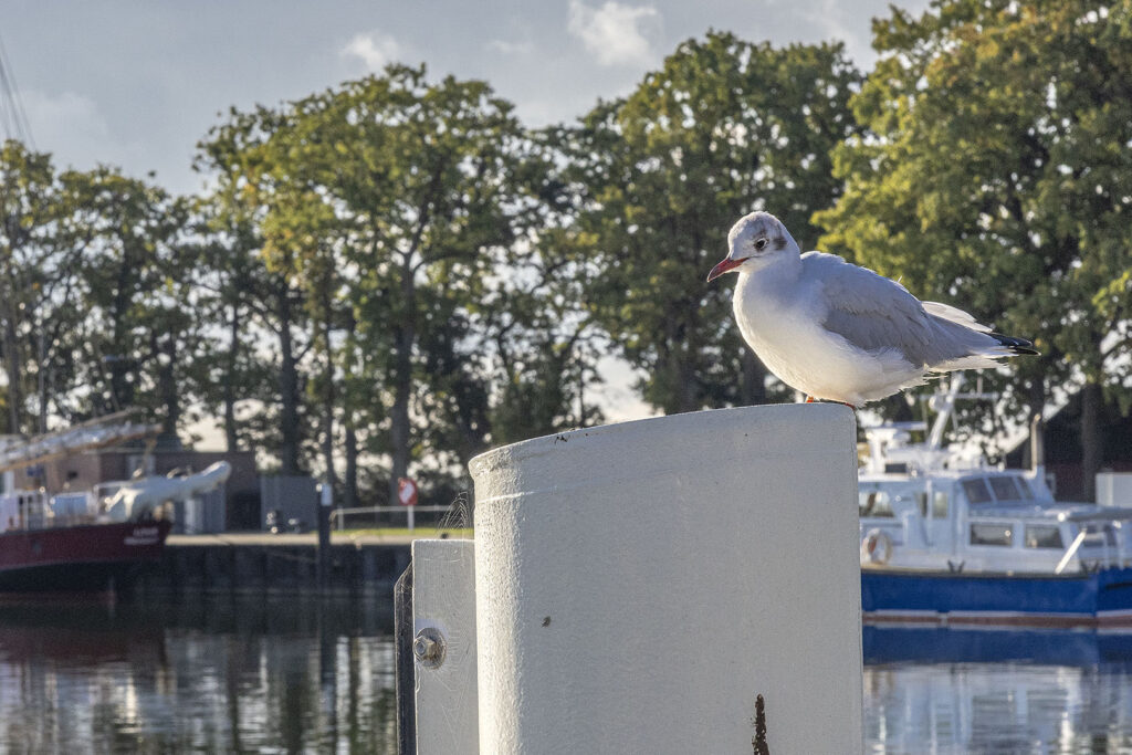 Hafen Lauterbach, Rügen - Möwe