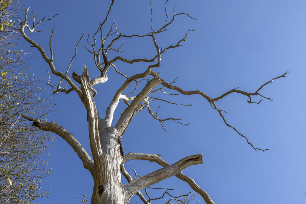 Toter Baum vor blauem Himmel