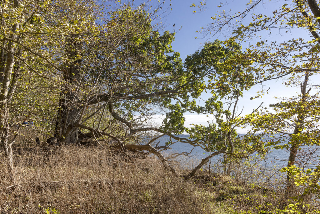 Insel Vilm - Kochufer