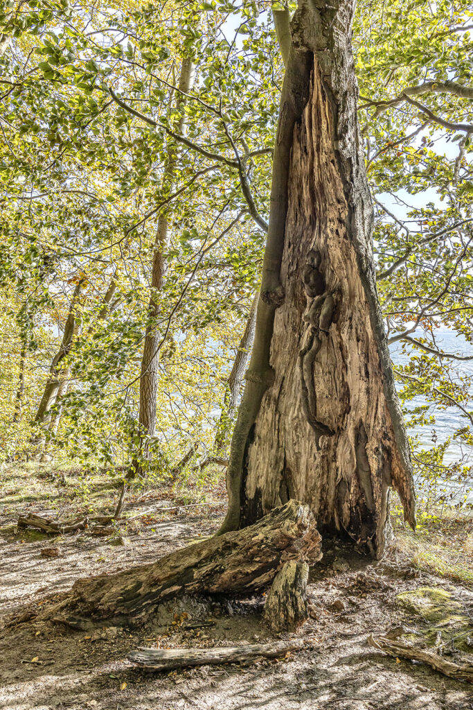 Skurrile Baumstrukturen