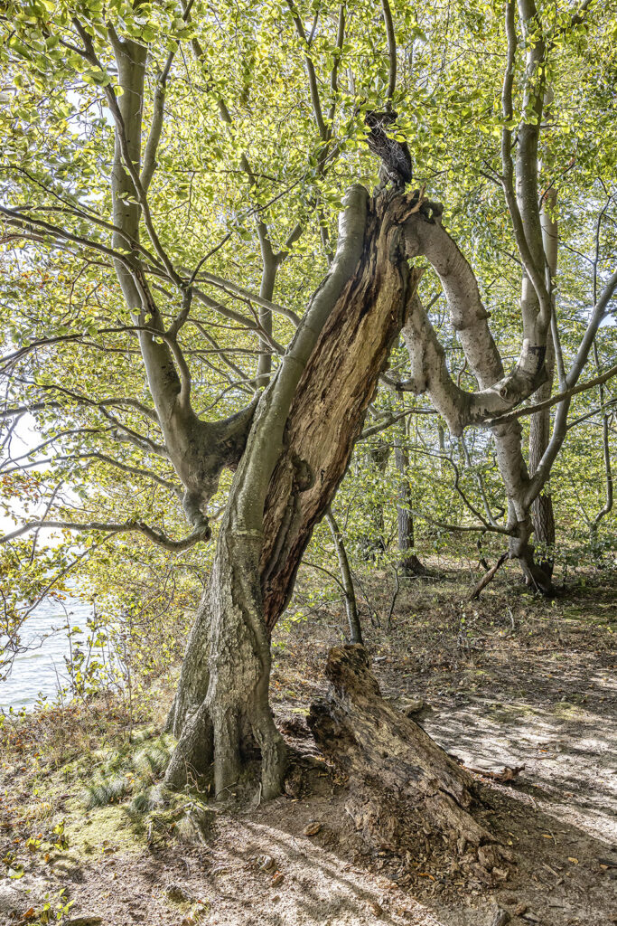 Skurrile Baumstrukturen