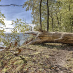 Insel Vilm - umgestürzter Baum über dem Kochufer