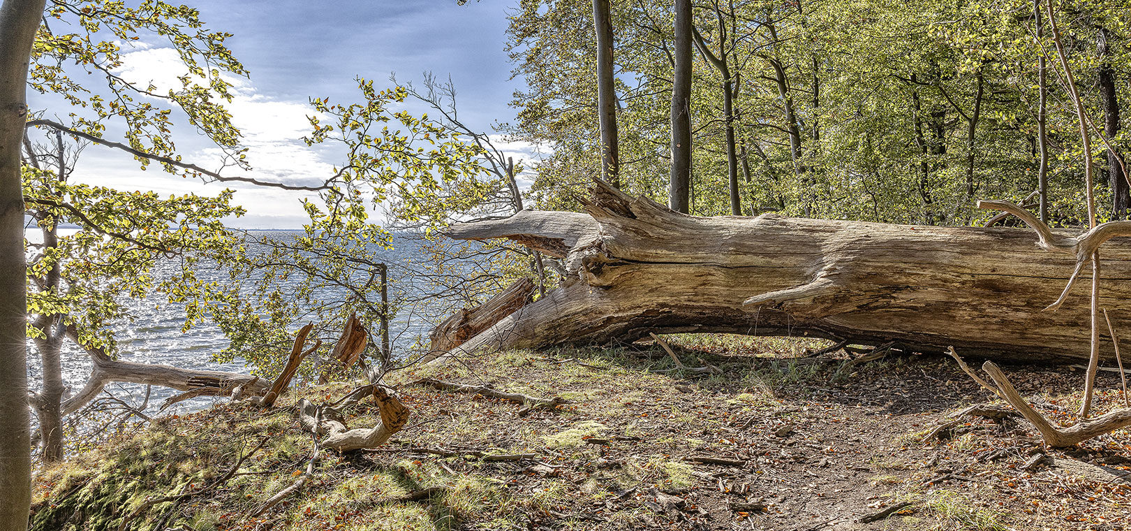 Insel Vilm - umgestürzter Baum über dem Kochufer
