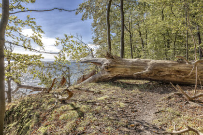Insel Vilm - umgestürzter Baum über dem Kochufer