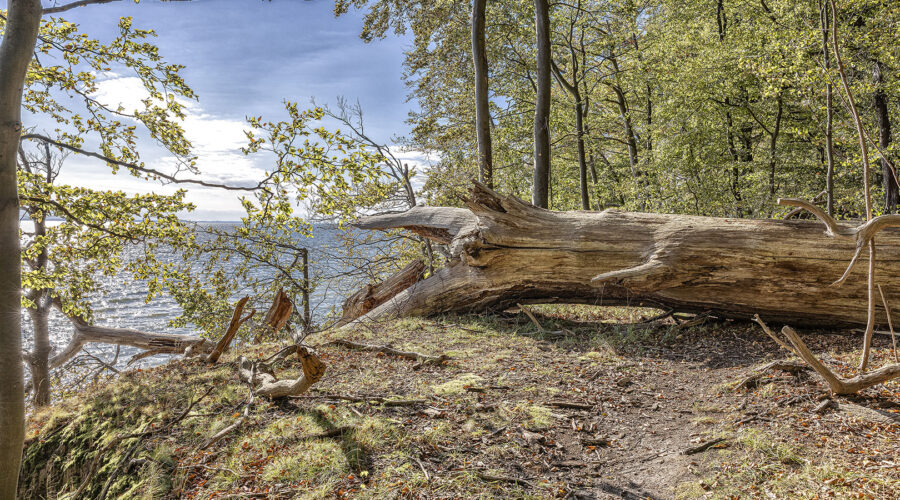 Insel Vilm - umgestürzter Baum über dem Kochufer