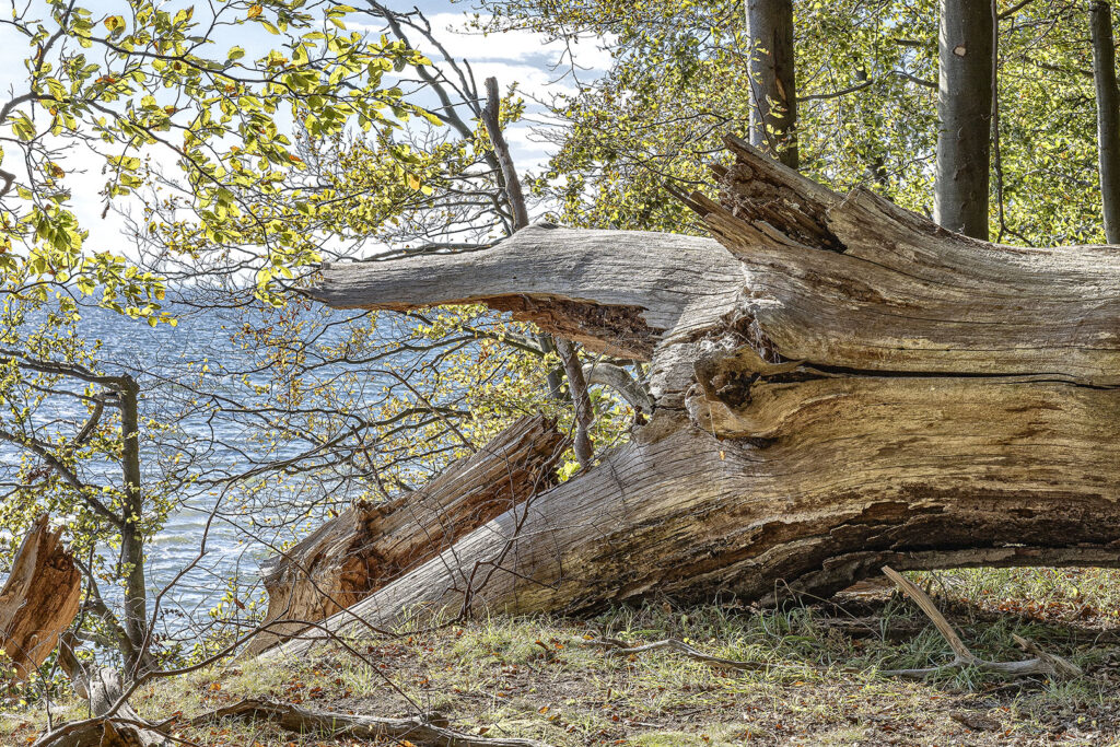 Insel Vilm - Kochufer