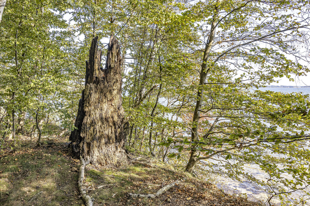 Insel Vilm - Kochufer