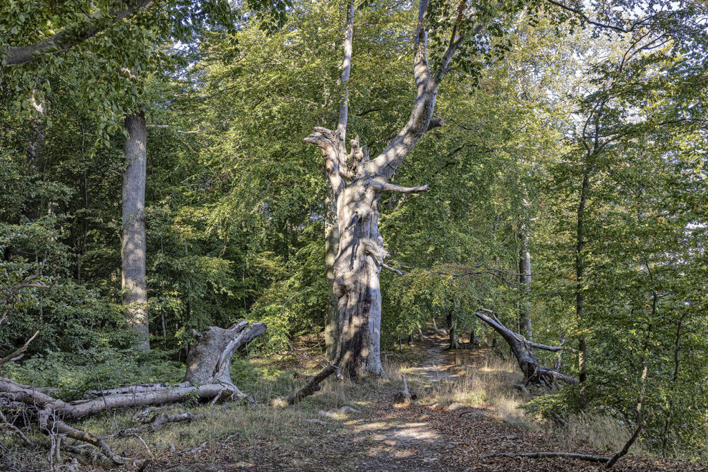 Insel Vilm - Wildnis