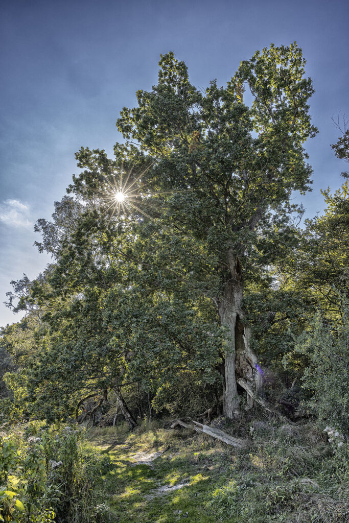 Sonnenschein durch einen Baum auf der Insel Vilm