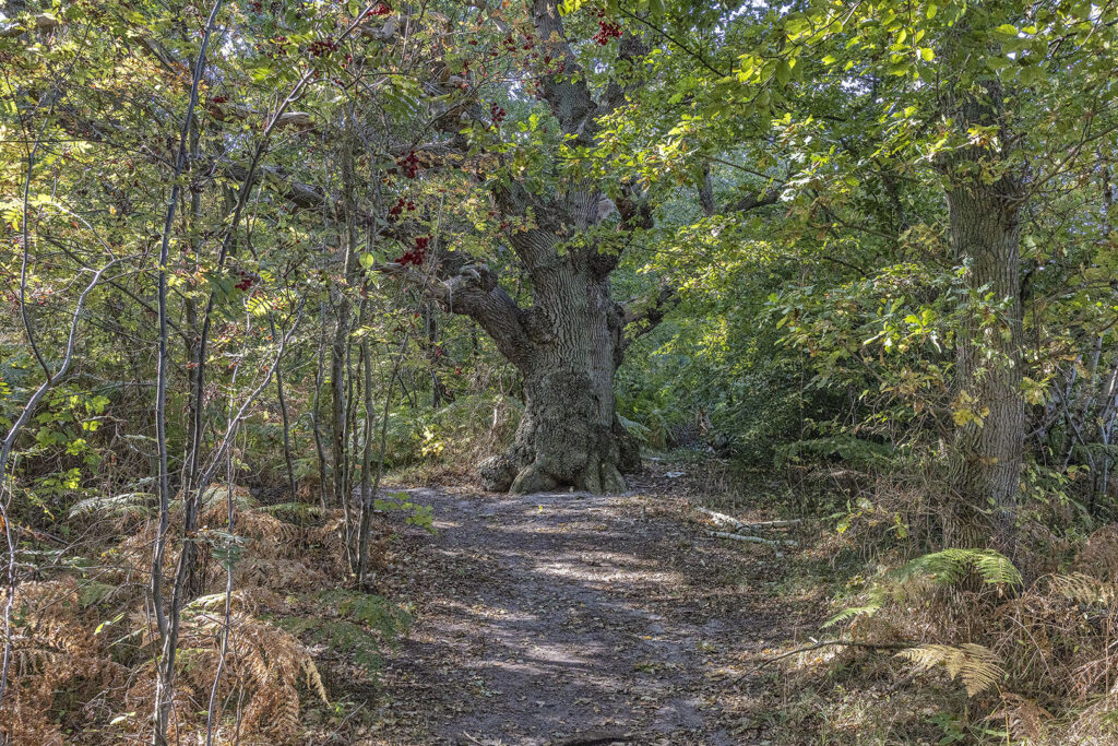Insel Vilm - skurriler Baum