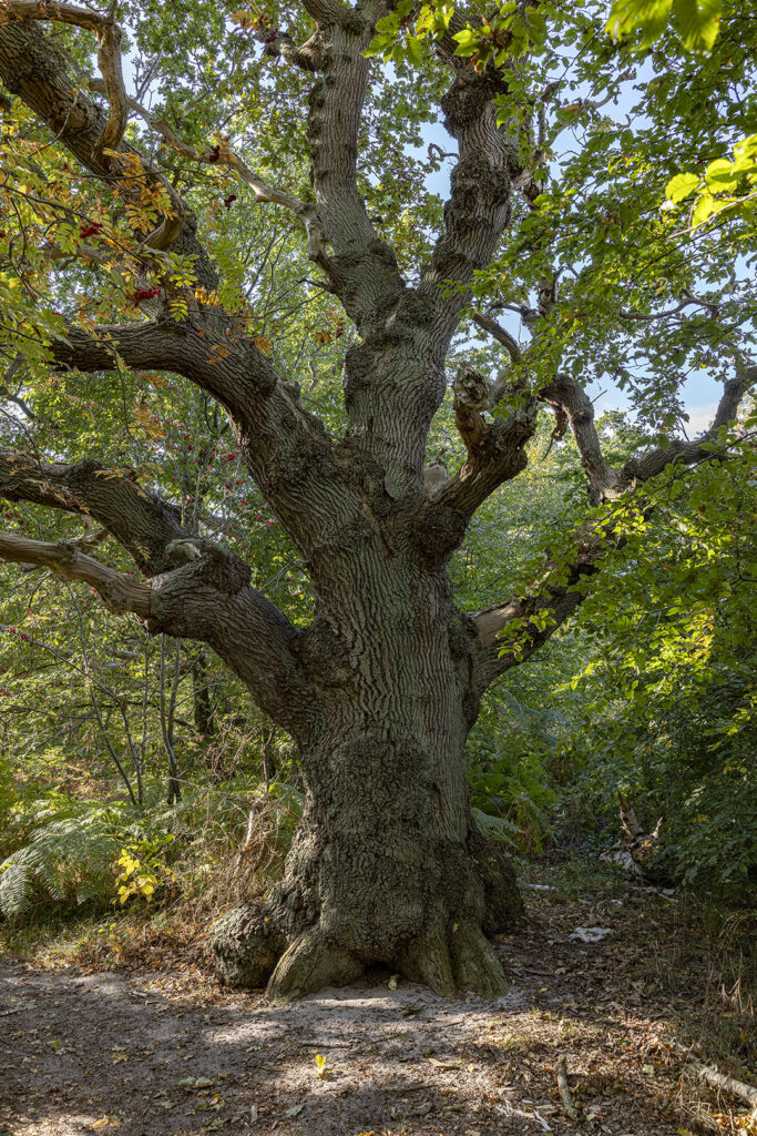 Skurrile Baumform - Insel Vilm