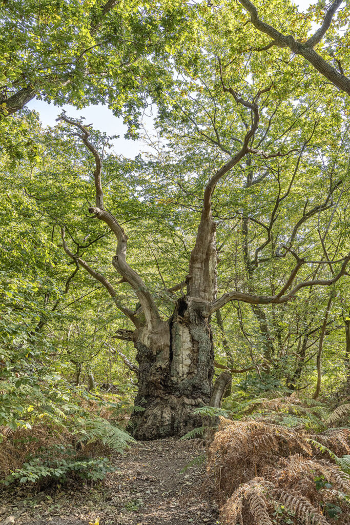Skurrile Baumform - Insel Vilm