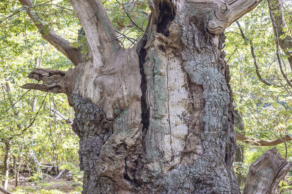 Insel Vilm - skurriler Baum