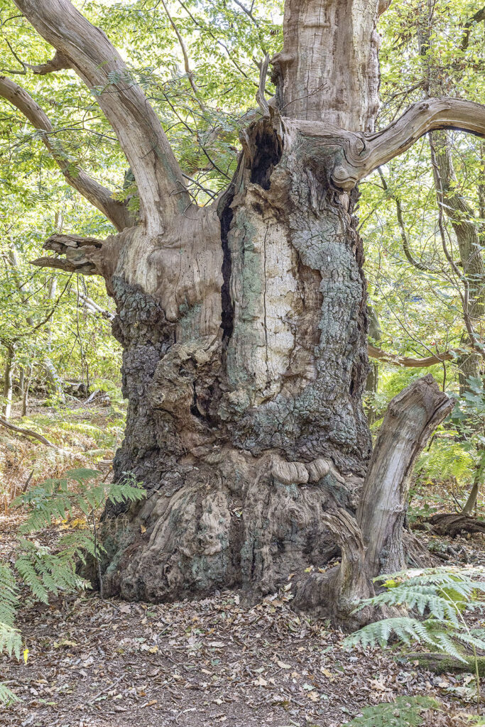 Skurrile Baumform - Insel Vilm