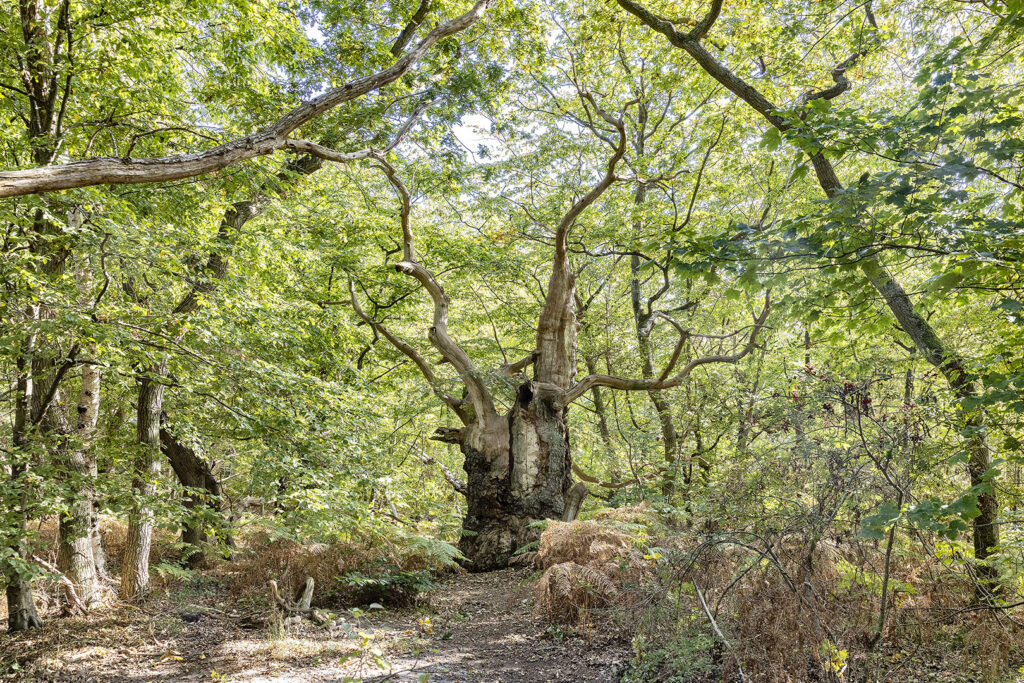 Insel Vilm - skurriler Baum