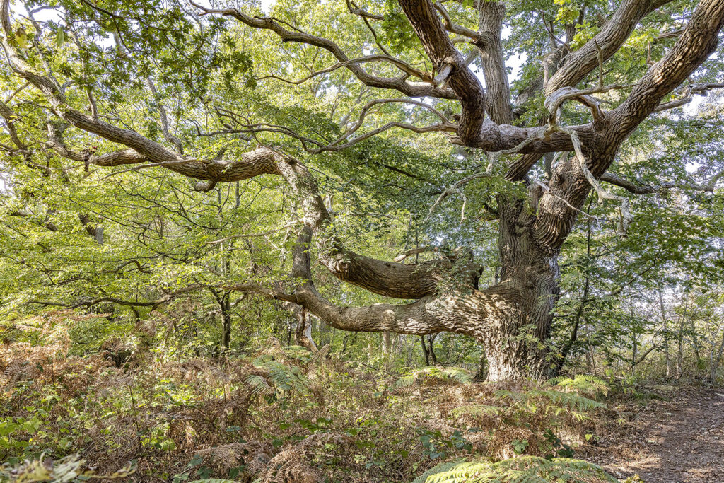 Insel Vilm - skurriler Baum