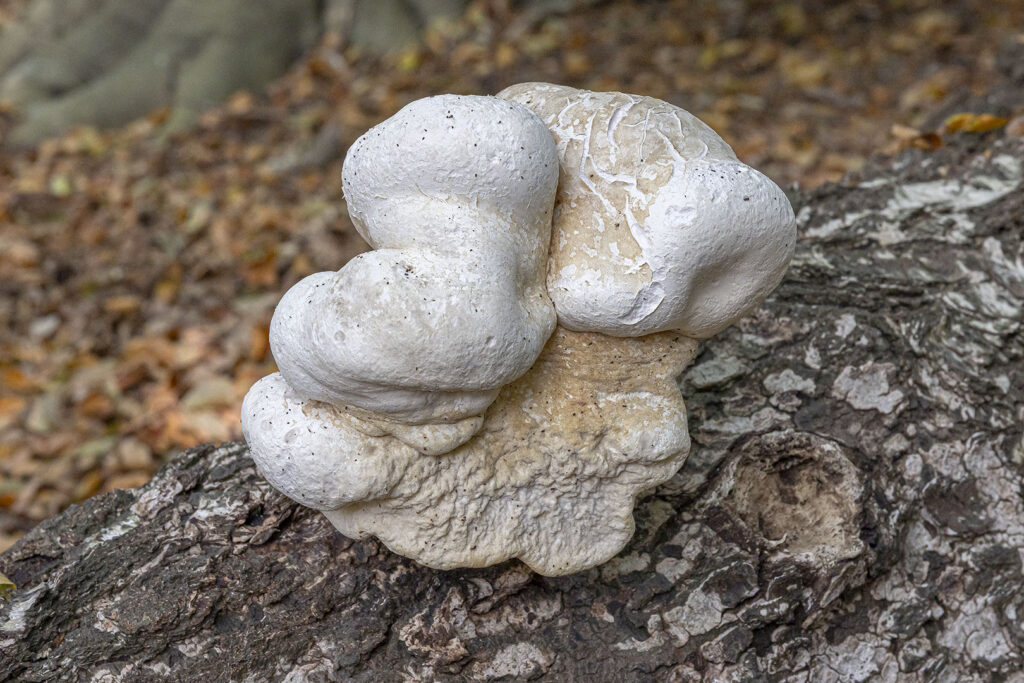 Pilz auf Vilm