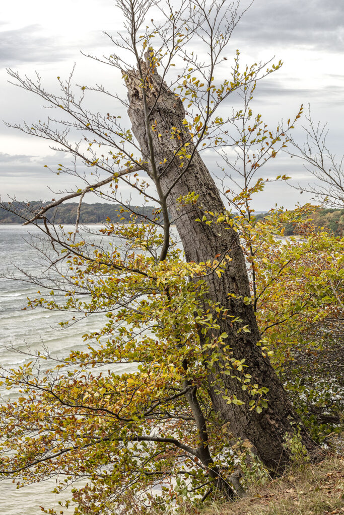 Das Nebeneinander von Leben und Tod im Herbst