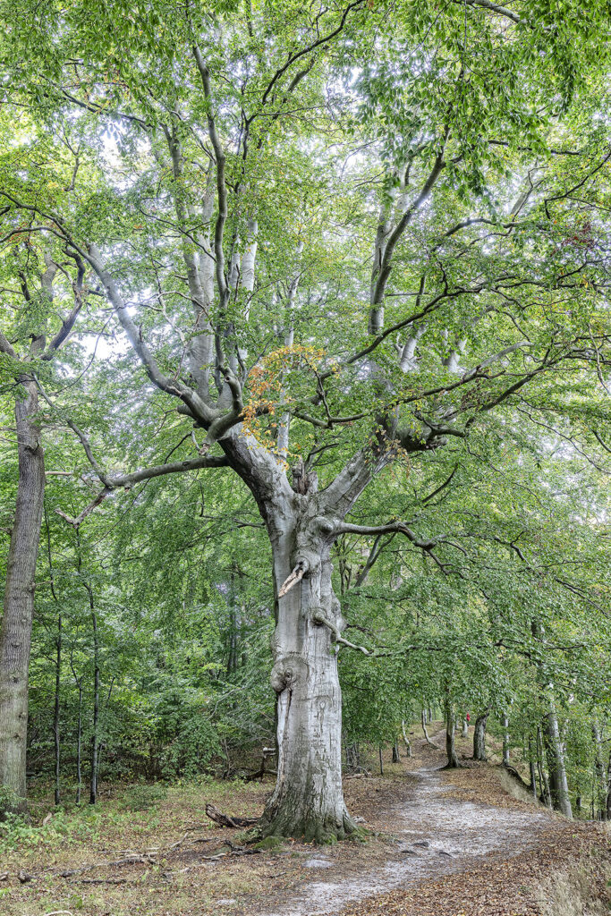Baum auf der Insel Vilm
