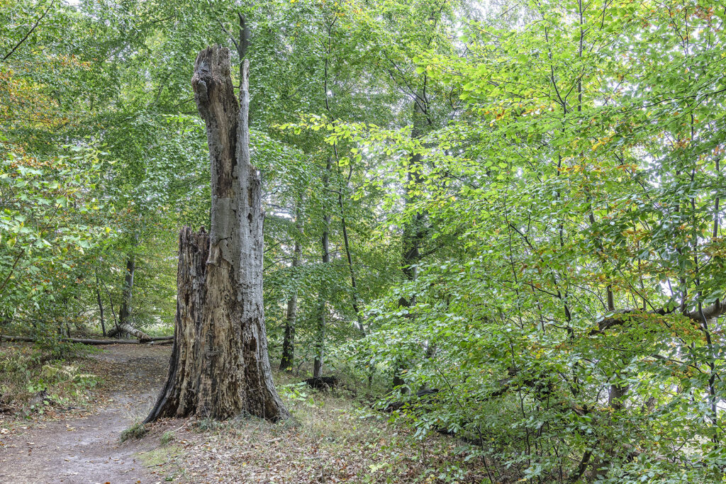 Insel Vilm - Wildnis