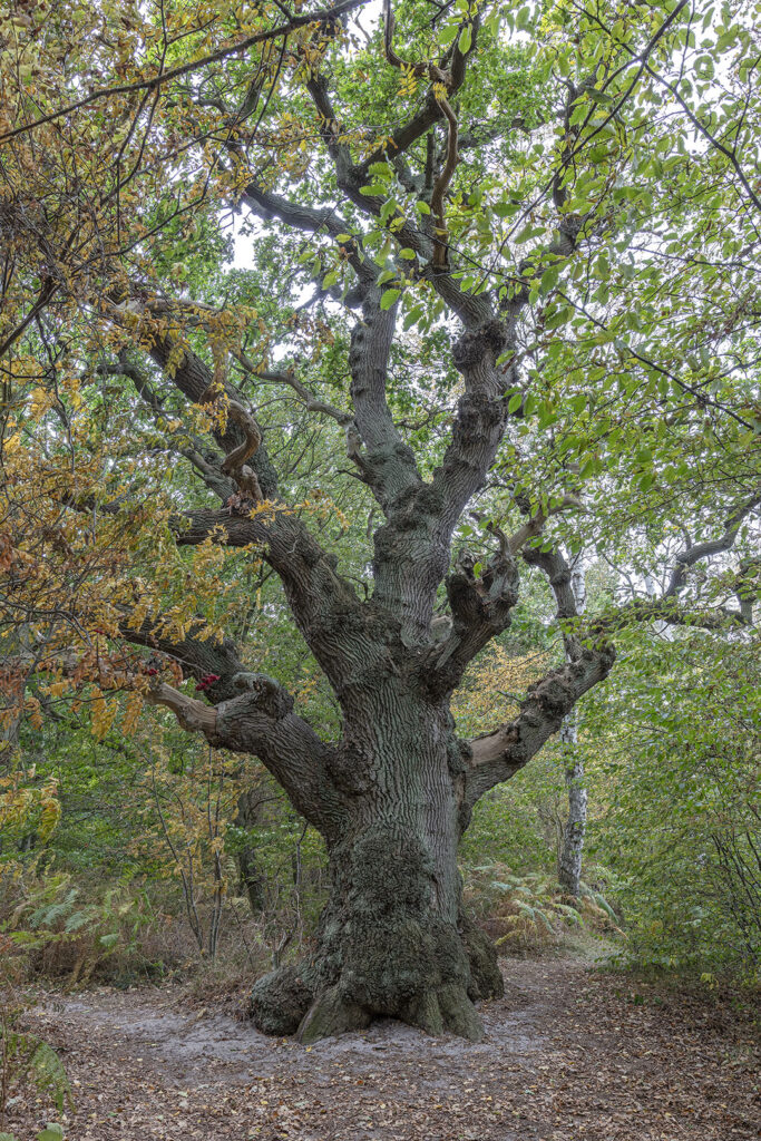Skurrile Baumform - Insel Vilm