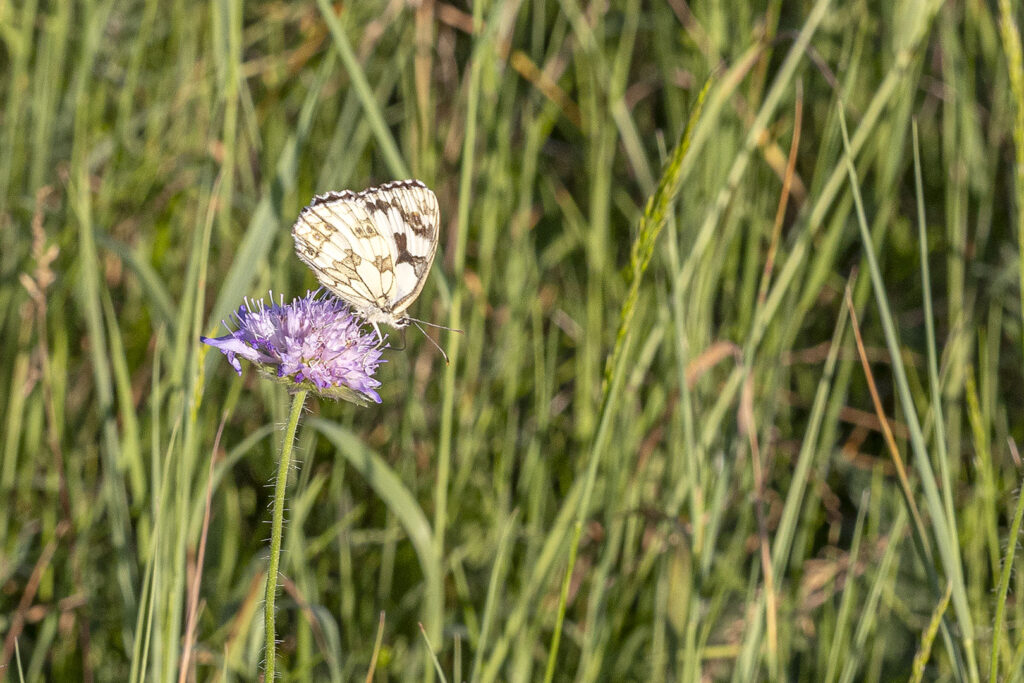 Schachbrettfalter, Spahnberg bei Hörden