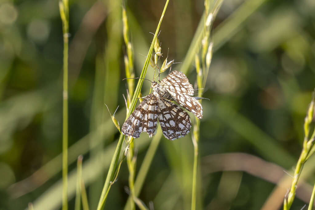 Gitterspanner, Spahnberg bei Hörden