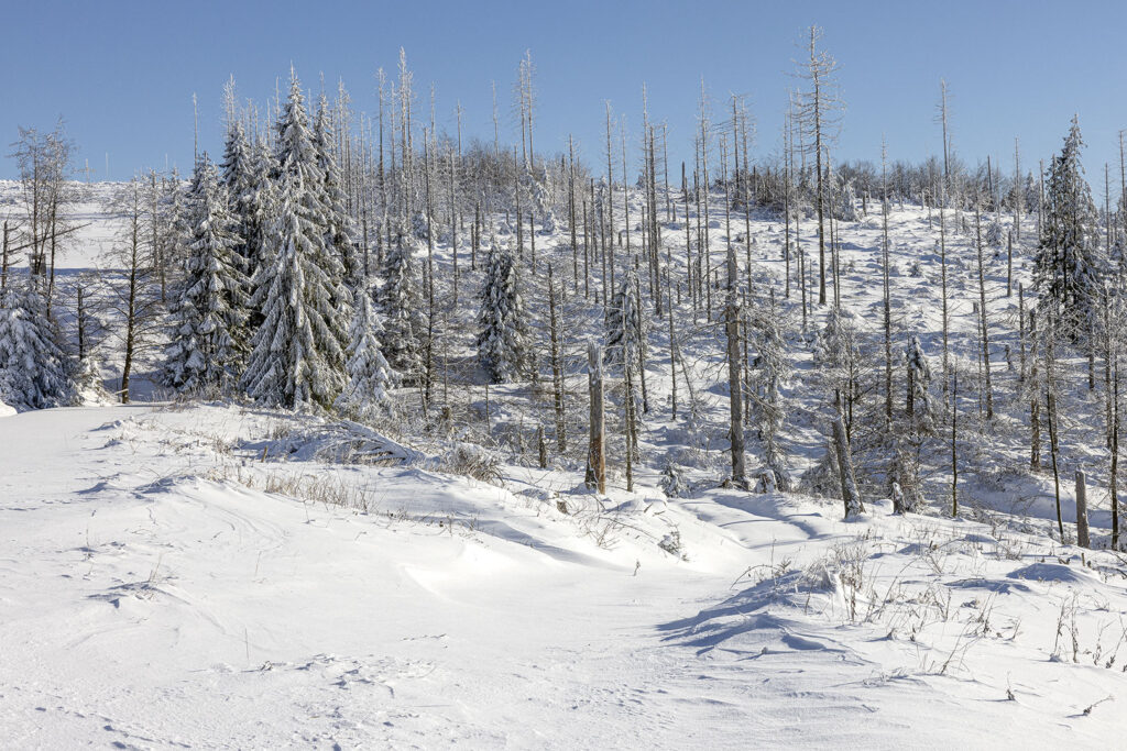 Schneelandschaft Westharz
