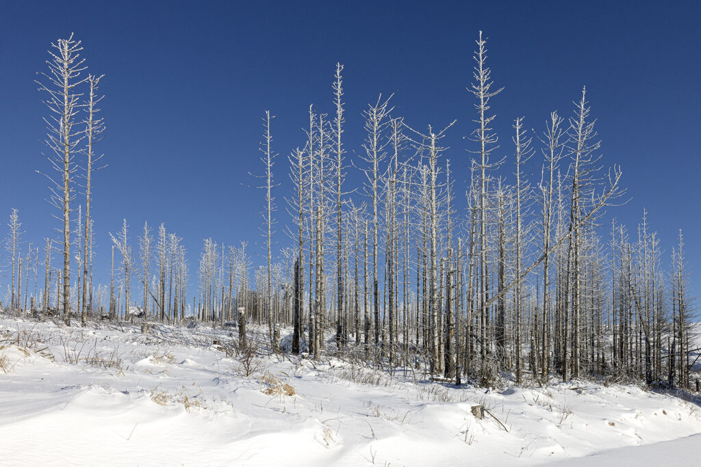 Schneelandschaft Westharz