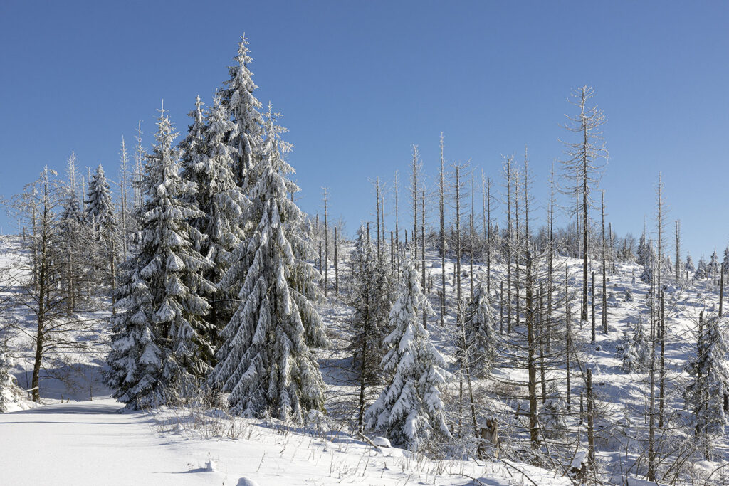 Schneelandschaft Westharz