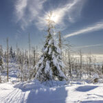 Schneelandschaft Westharz