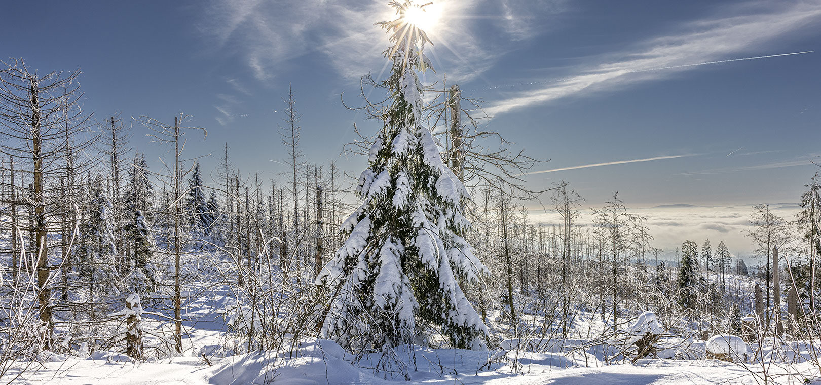 Schneelandschaft Westharz