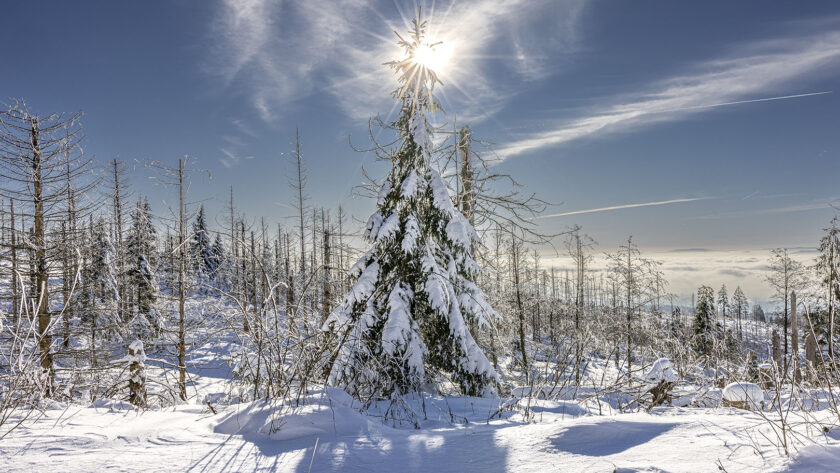 Schneelandschaft Westharz