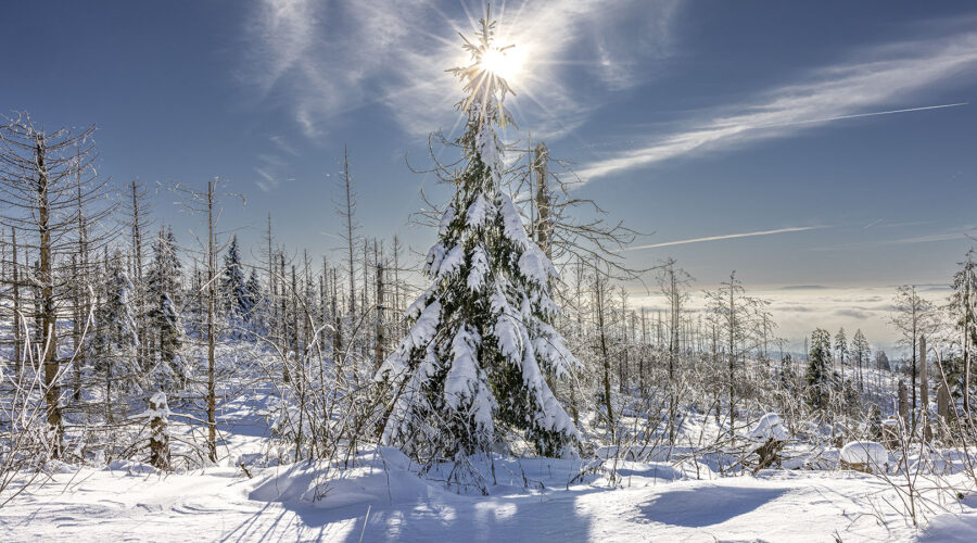 Schneelandschaft Westharz