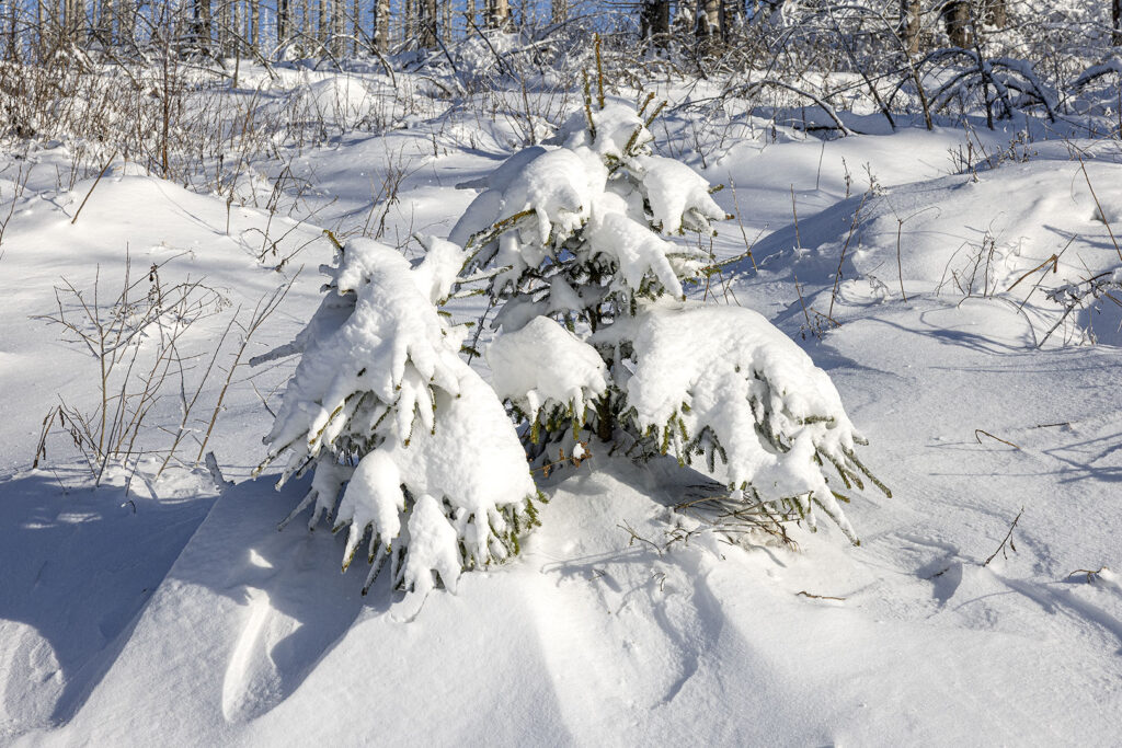 Schneelandschaft Westharz
