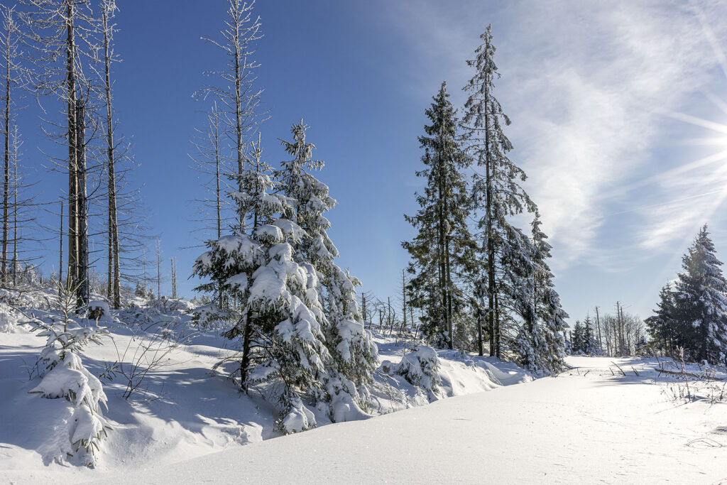 Schneelandschaft Westharz