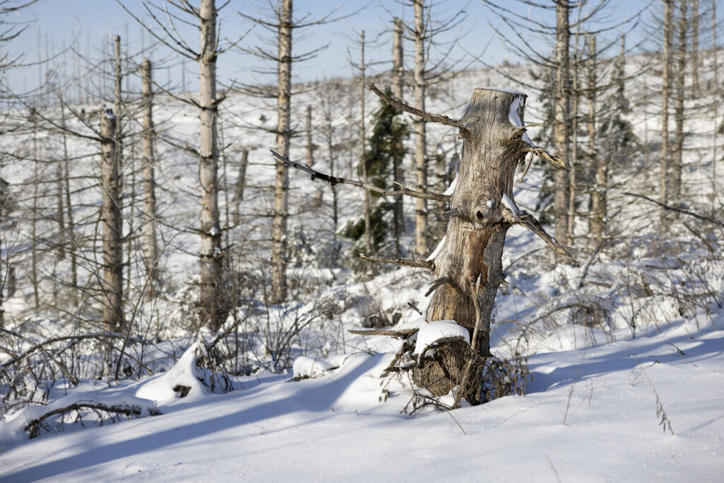 Schneelandschaft Westharz