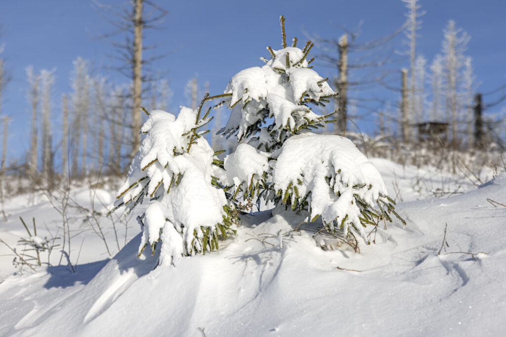 Schneelandschaft Westharz