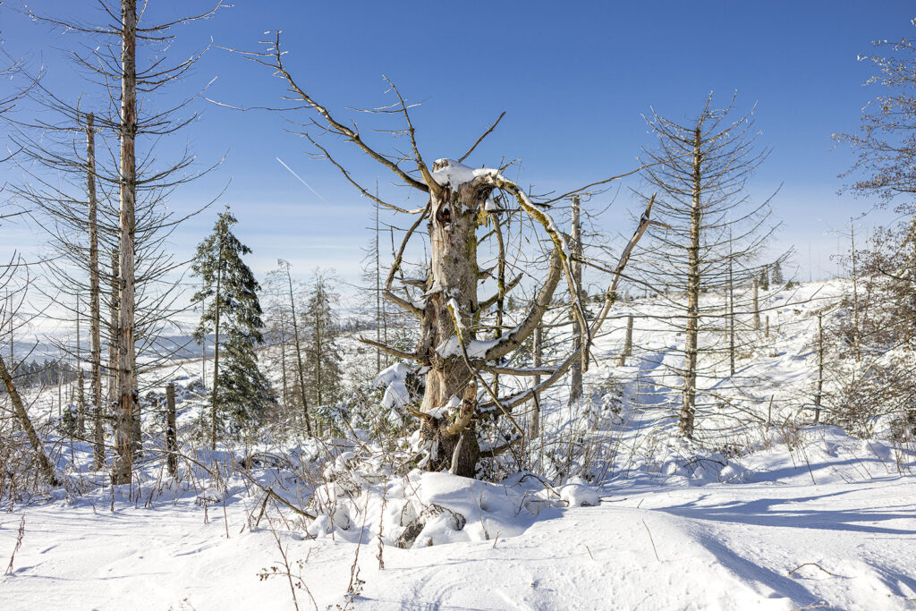 Schneelandschaft Westharz